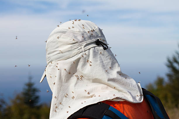 Large swarms of mosquitoes outdoors