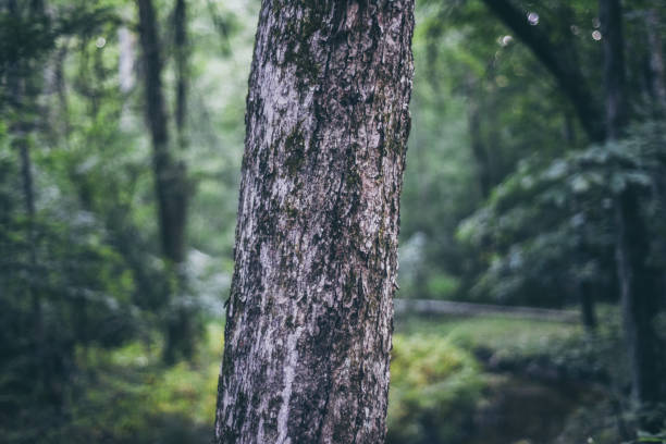 thick sturdy tree trunk for hammock forest health sustainable outdoor