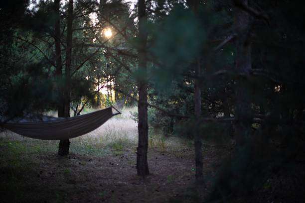 Dark forest scene with a gray hammock hanging between trees at sunset.