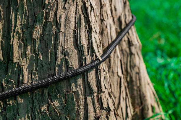 Close-up of hammock rope tied to a tree trunk