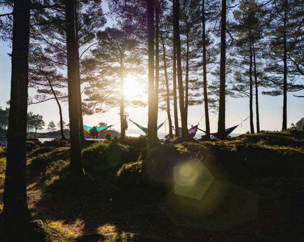 Multiple colorful hammocks strung in a sunny forest near water, beautiful camping setup.