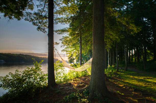 scenic outdoor hammock between trees sunlight dappled shadows relaxation nature